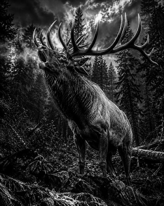 Bull elk 12x12